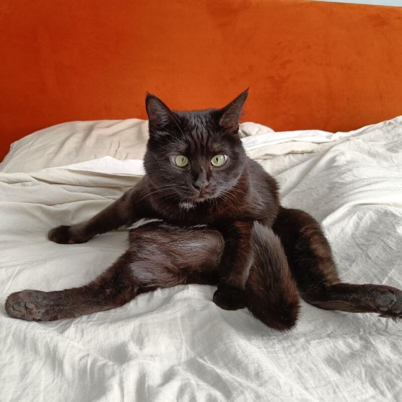 A black cat with green eyes is sitting on a white bed with an orange headboard.