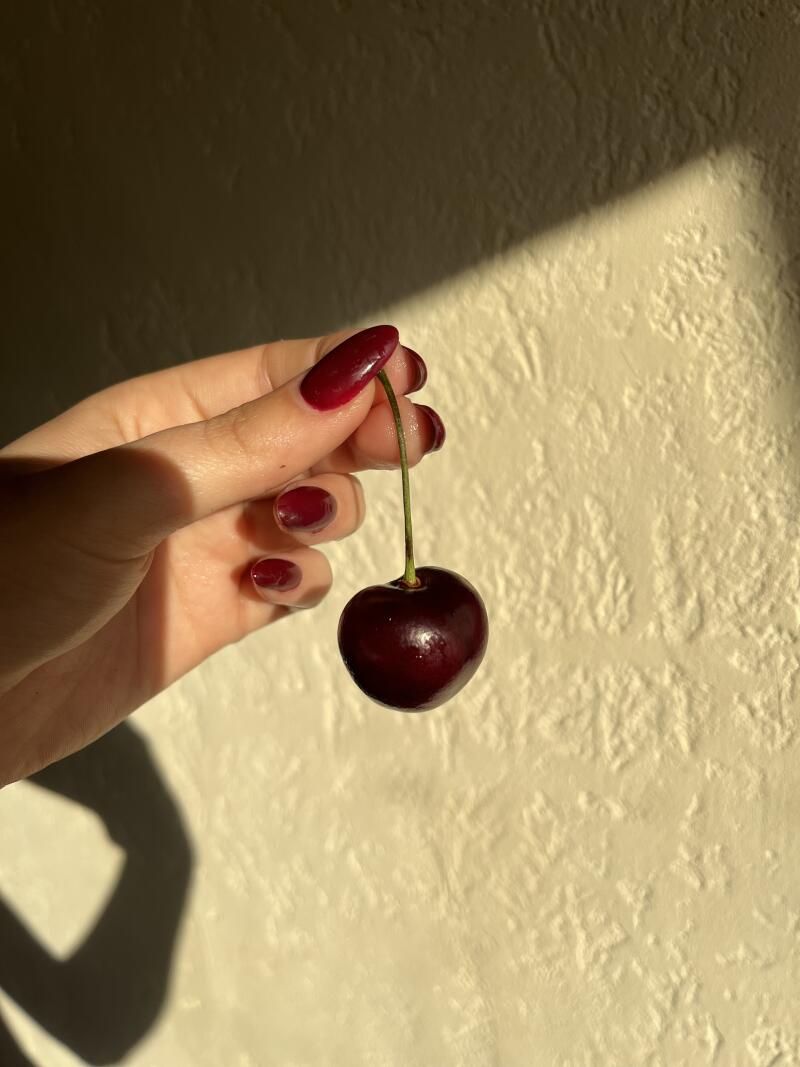 A hand with dark red polished nails holds a single dark red cherry by its stem against a textured, light beige background with shadows.