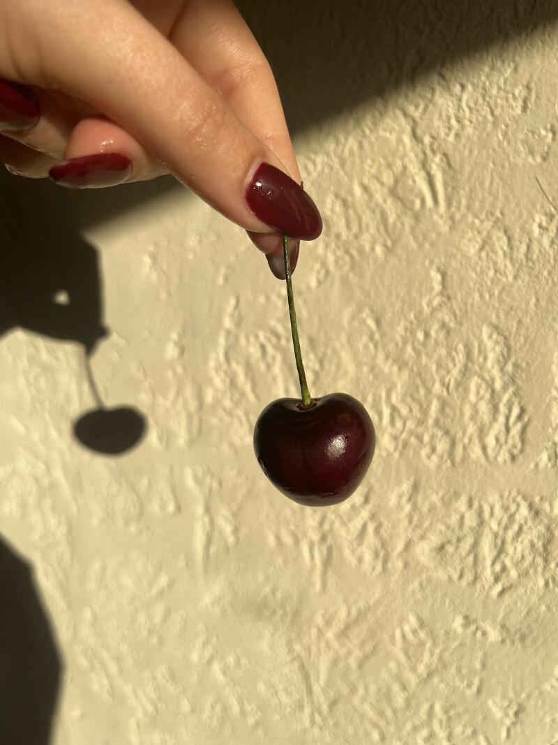 A hand with dark red nails holds a single cherry by its stem in front of a textured beige wall, casting a shadow.