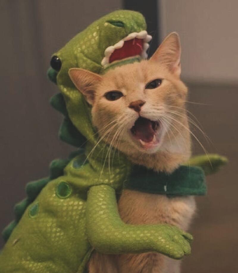 A ginger cat is being hugged by a plush green dinosaur costume, while its mouth is open.