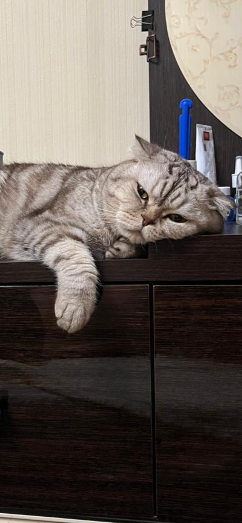 A tabby cat is lying on a dark brown dresser, with its paw hanging over the edge.