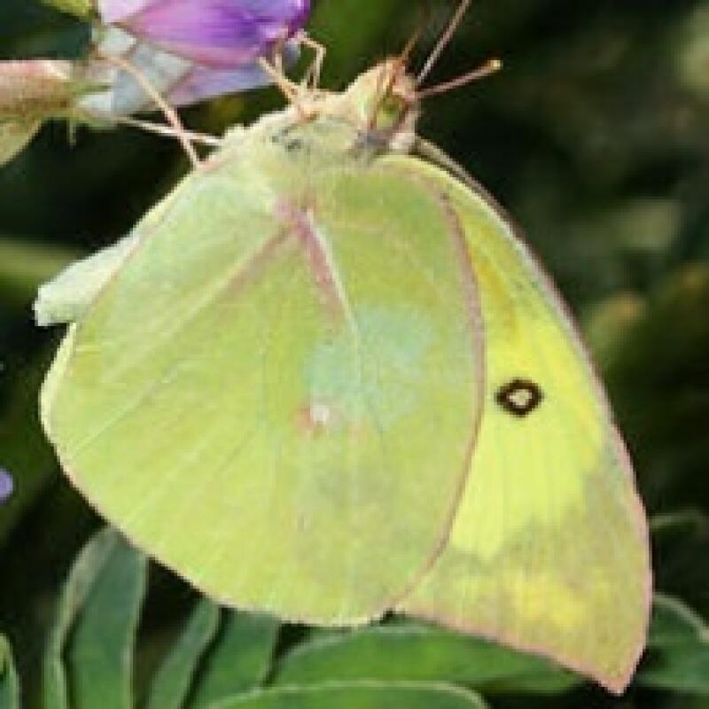A light green butterfly is perched on a flower, with a small black spot on its wing.