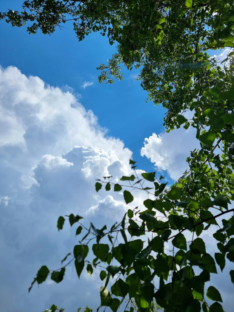 The image shows a view looking up through tree branches with green leaves towards a bright blue sky filled with fluffy white clouds.