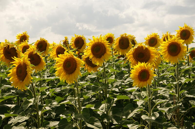 A field of sunflowers with yellow petals and brown centers under a cloudy sky.