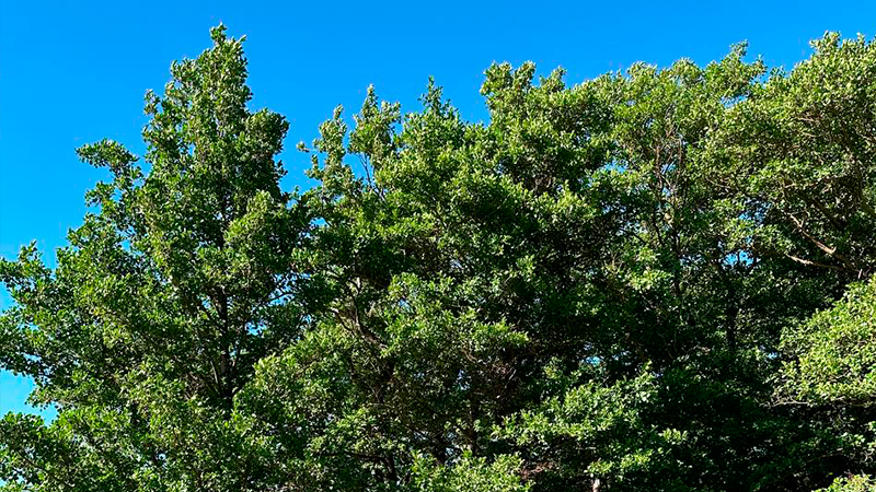 A vibrant green tree fills the frame against a bright blue sky.