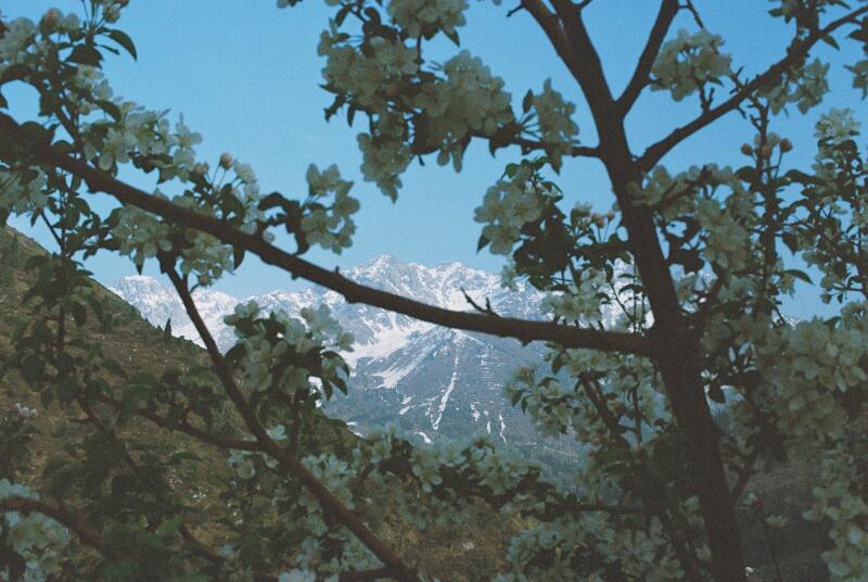 The image shows a snow-capped mountain range viewed through the branches of a blooming tree with white flowers.