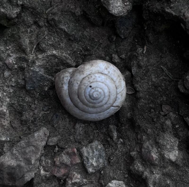 A snail shell sits on a dark, rocky surface.