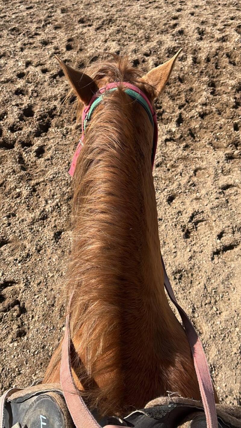 The view from atop a horse shows its brown mane, ears, and a pink and green bridle against a sandy ground.