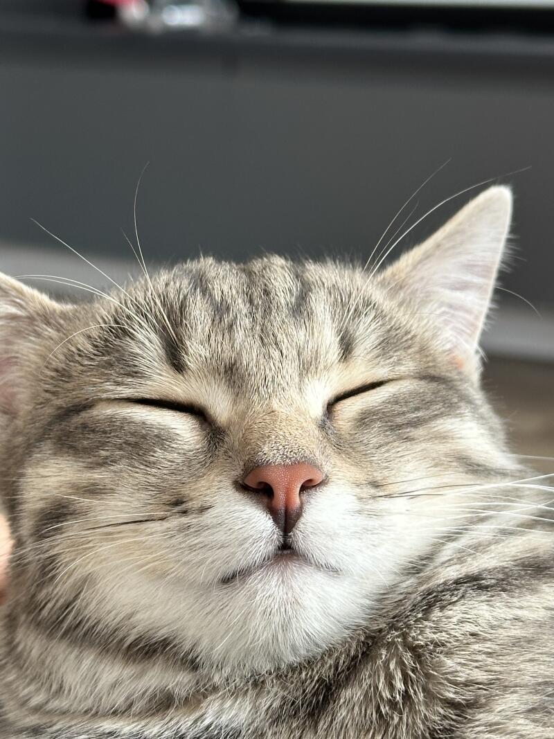A close-up of a tabby cat with its eyes closed, showing its pink nose and relaxed expression.