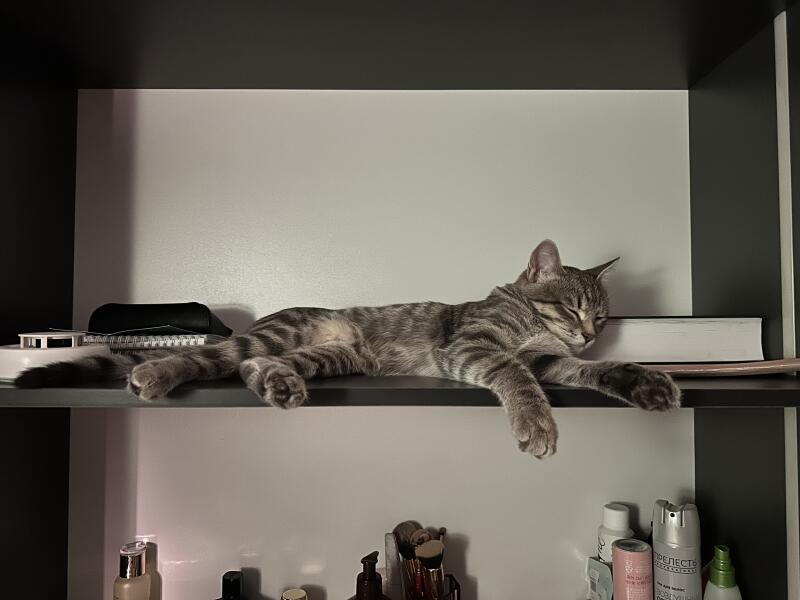A tabby cat is sleeping on a shelf among books and various cosmetic items.