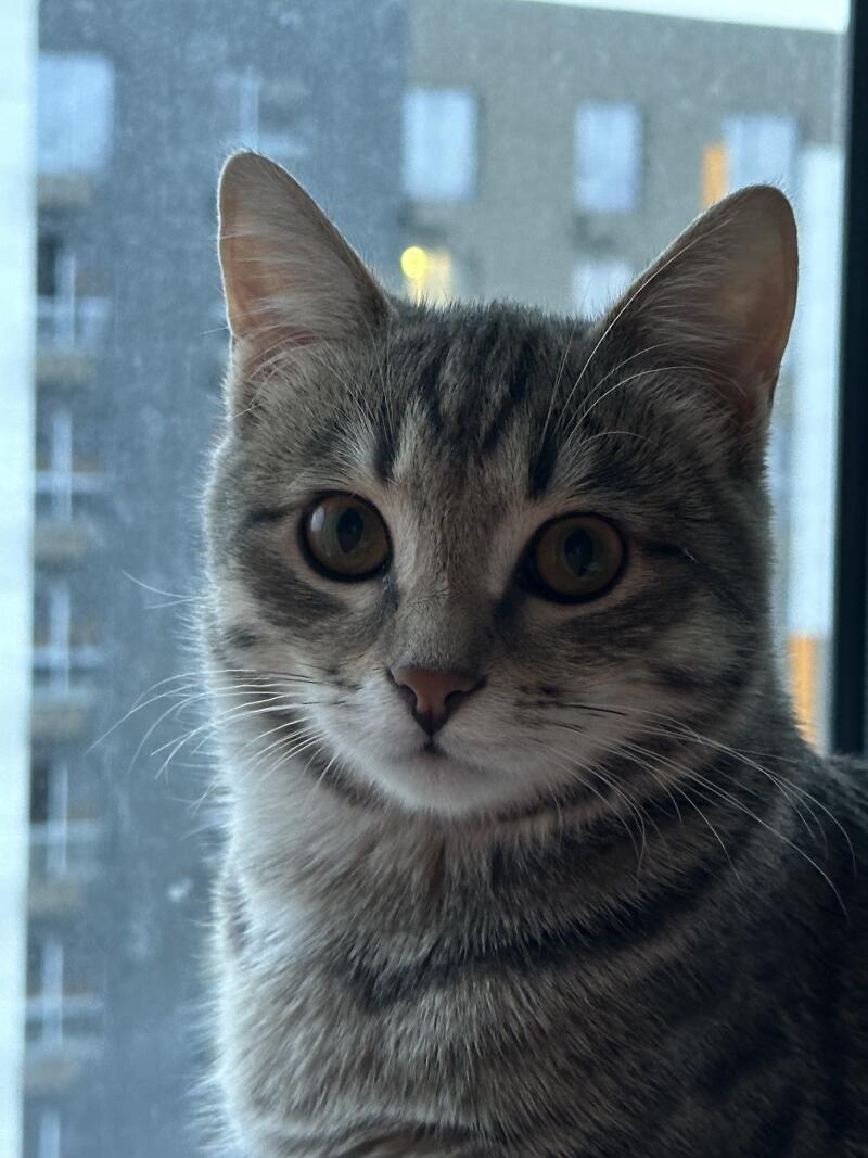 A close-up shot of a gray tabby cat with green eyes, standing in front of a window.
