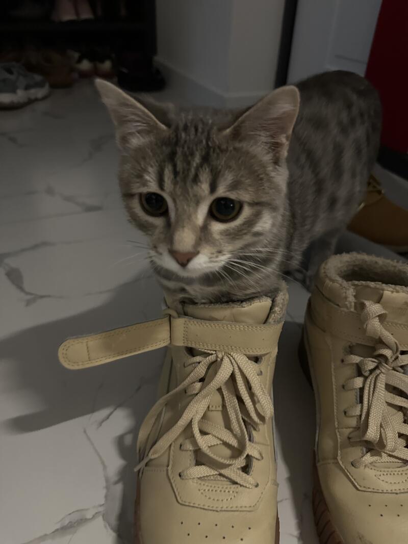 A gray tabby cat is nestled inside a light-colored sneaker, with another similar sneaker beside it.