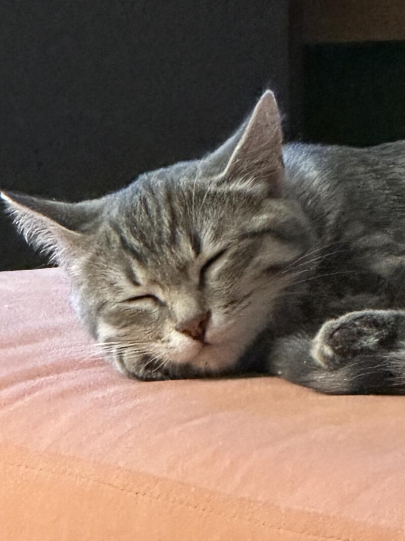 A gray tabby cat is sleeping peacefully on a pink surface.