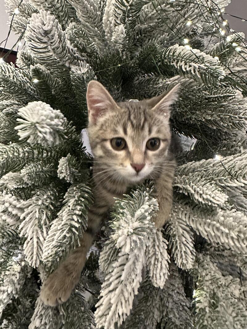 A tabby kitten is nestled in a snow-flocked Christmas tree, with its paw resting on a branch.