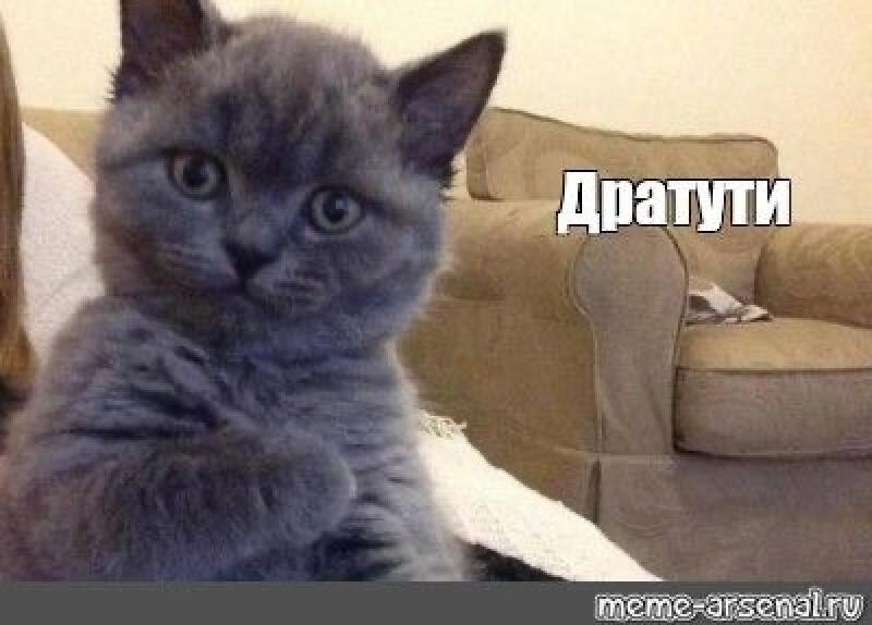 A gray kitten is sitting in front of a brown chair with the text "Дратути" and the website "meme-arsenal.ru" visible in the image.