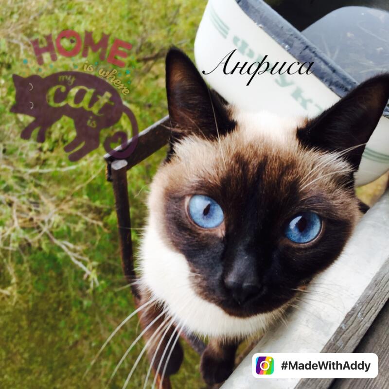 A Siamese cat with bright blue eyes looks up at the camera, with the name "Anfisa" written above it. The image also contains the text "HOME is where my CAT is" and the hashtag "#MadeWithAddy".