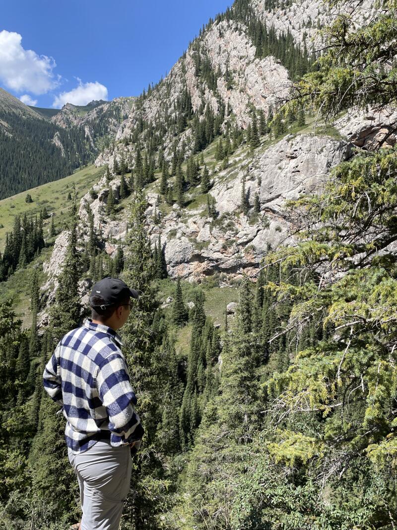 A person wearing a plaid shirt and a baseball cap stands among tall green trees, looking at a rocky mountainside.