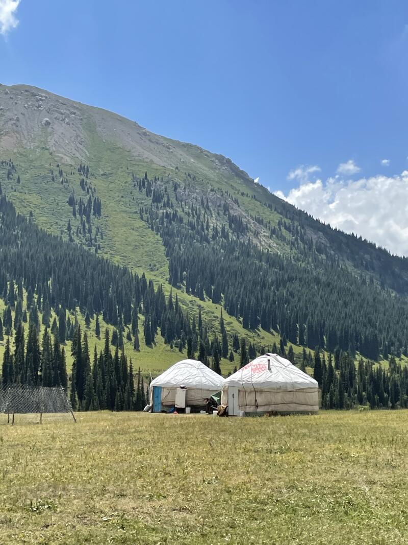 Two yurts sit in a grassy field with a mountain covered in trees in the background under a blue sky.