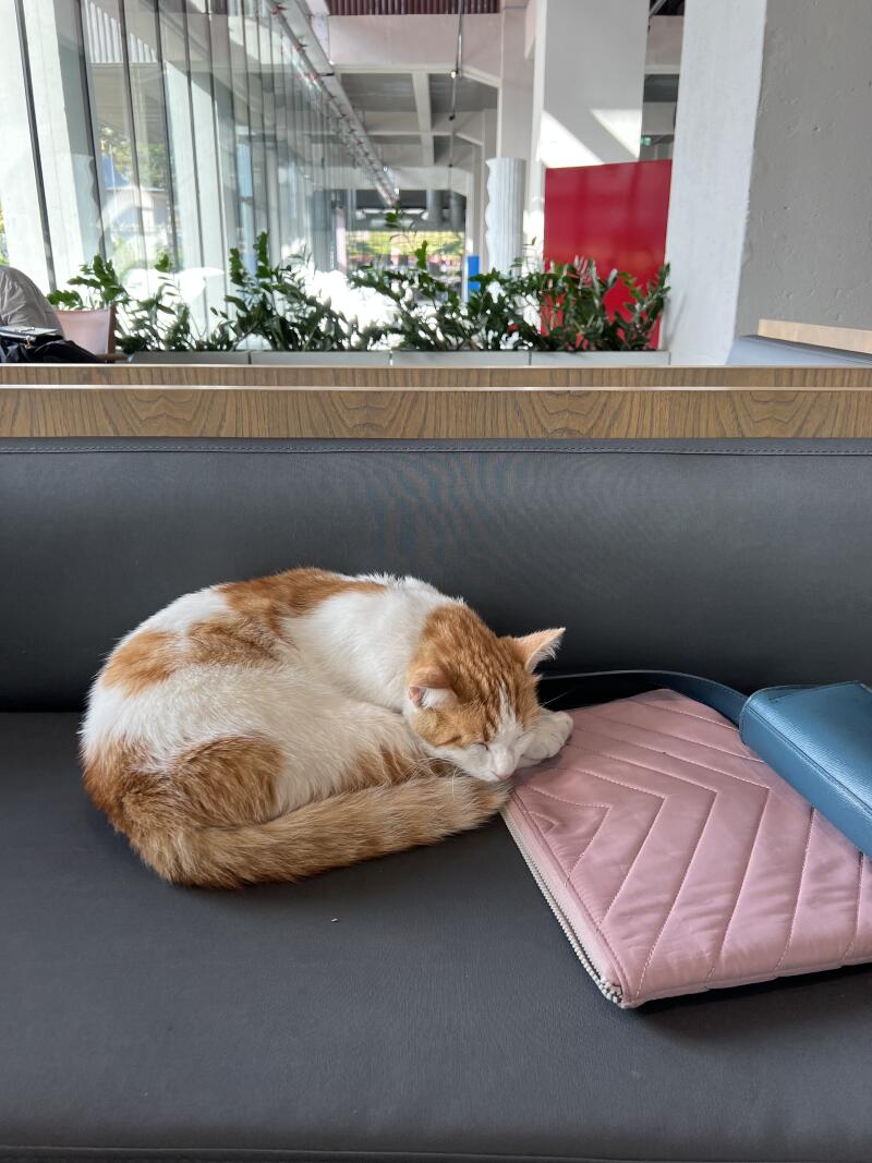 A ginger and white cat is curled up asleep on a gray bench seat, resting its head on a pink quilted bag.