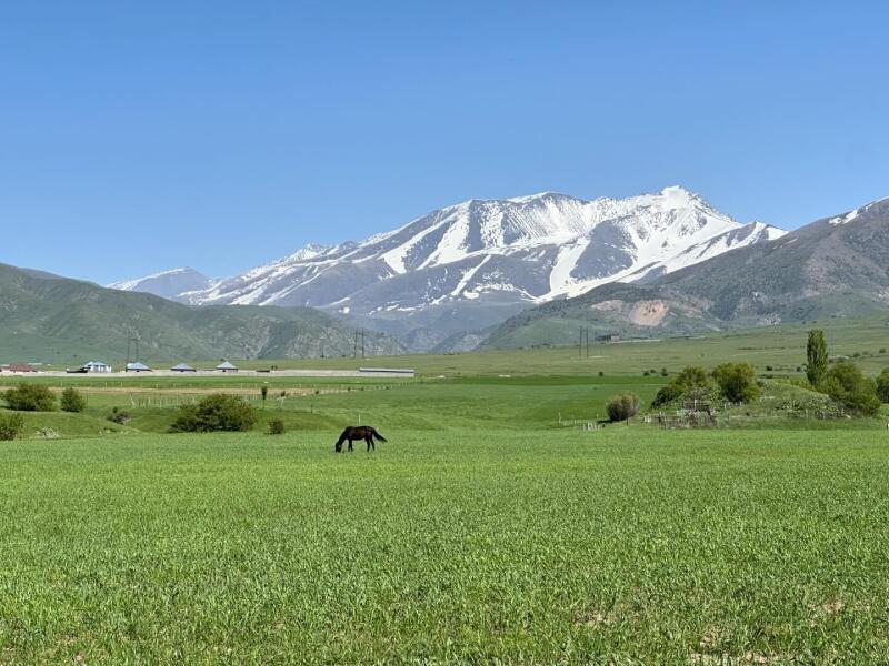 A brown horse grazes in a green field against a backdrop of mountains with snow-capped peaks under a clear blue sky.