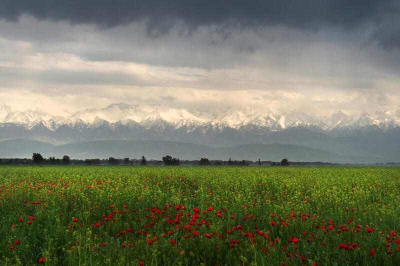 A field of green grass and red flowers lies before a mountain range covered in snow, under a cloudy sky.