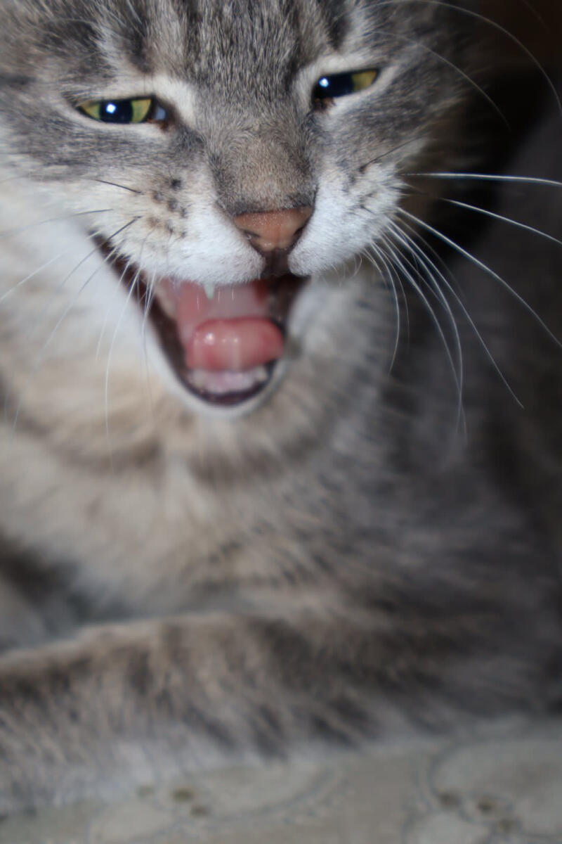 A gray tabby cat with green eyes is yawning, revealing its pink tongue and teeth.