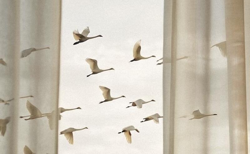 A flock of white swans flies across a pale sky, partially obscured by several vertical, light beige panels.