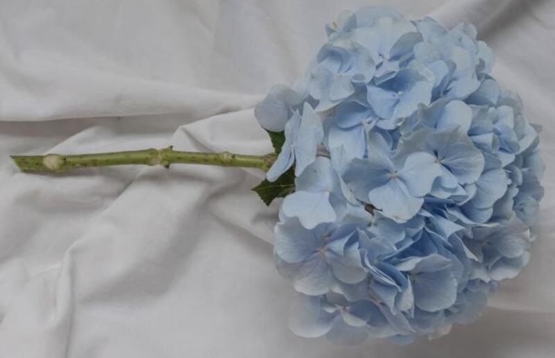 A single stem of light blue hydrangea is lying on a white cloth.