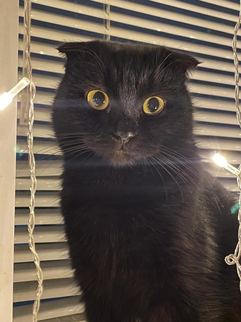 A black Scottish Fold cat with yellow eyes sits in front of white blinds and a string of lights.