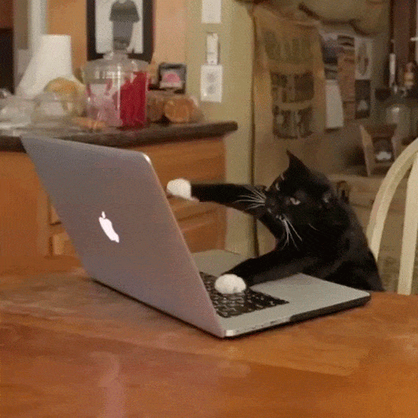 A black cat with white paws is sitting at a wooden table and typing on a laptop with an Apple logo.