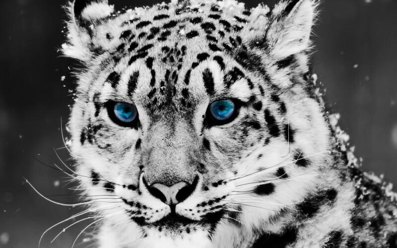 A close-up of a snow leopard's face, with striking blue eyes, set against a blurred background.