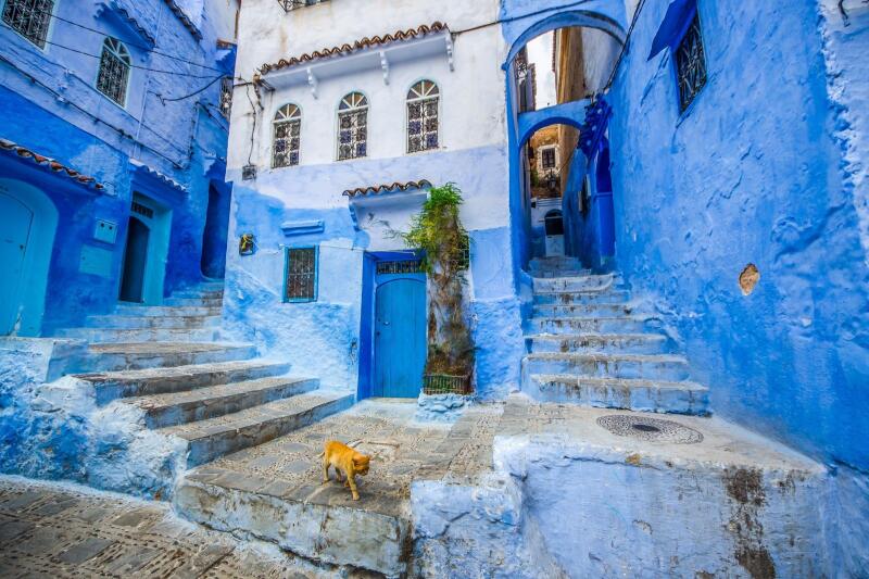 A narrow street scene in Chefchaouen, Morocco, featuring buildings painted in various shades of blue, stone steps, and a small ginger cat.