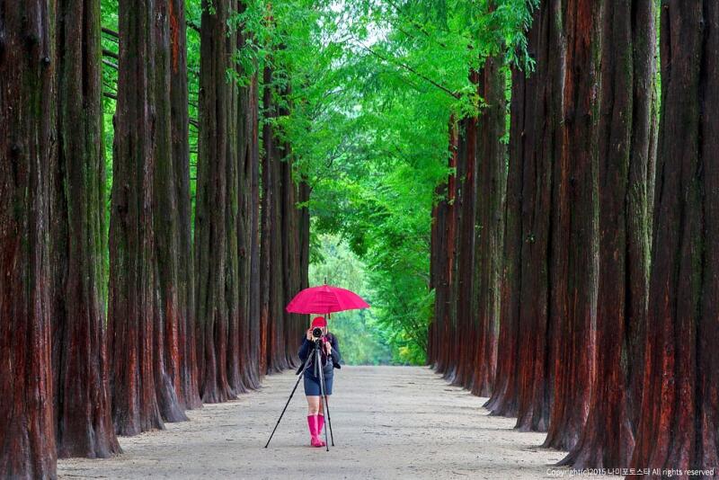 A photographer with a red umbrella and boots stands with a tripod in a path lined with tall trees.