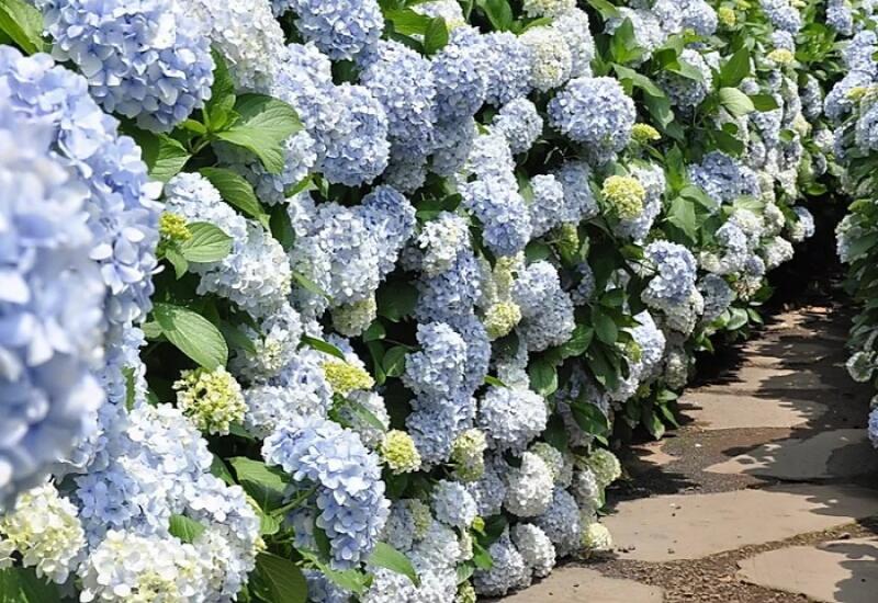 A path lined with blue and white hydrangea flowers.