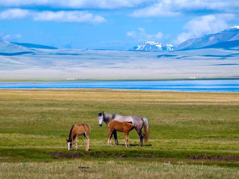 A horse and two foals stand in a grassy field near a lake, with mountains in the background under a blue, cloudy sky.