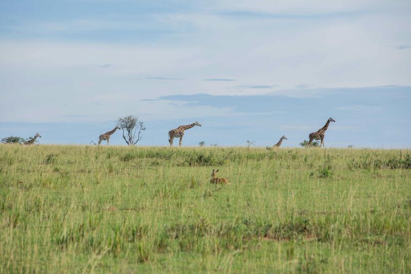 The image shows a savanna landscape with giraffes on the horizon and a deer in the foreground. The giraffes are spaced out, some near trees, against a blue sky with light clouds.