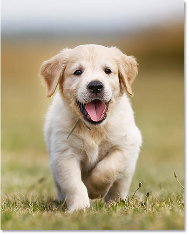 A golden retriever puppy runs towards the viewer with its mouth open.