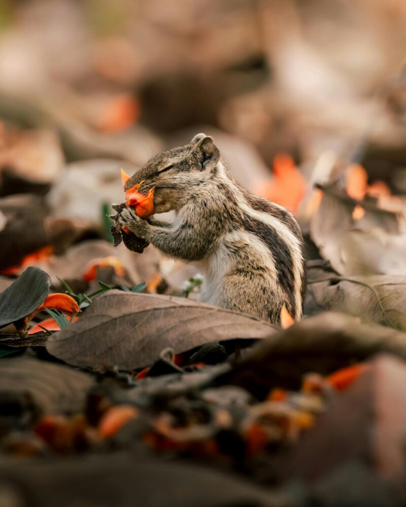 A squirrel sits among fallen leaves and petals, holding a bright orange petal to its mouth as if eating it.