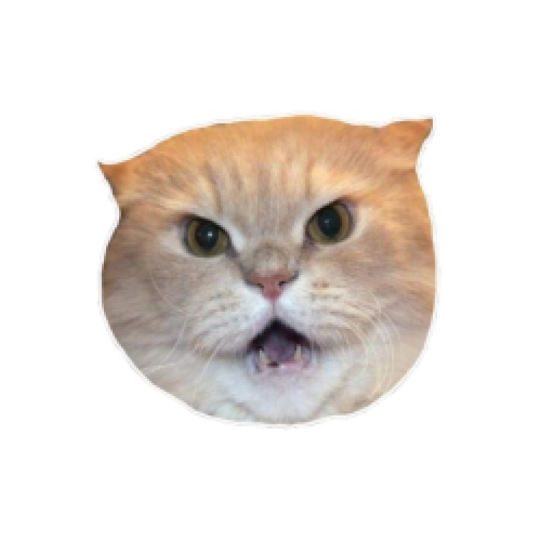 A light orange cat's head with its mouth open and a slightly angry expression on a white background.