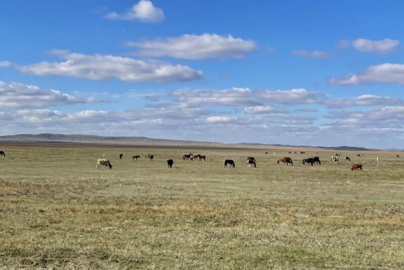 Большое стадо лошадей и коров пасется в огромном поле под голубым небом с рассеянными облаками.