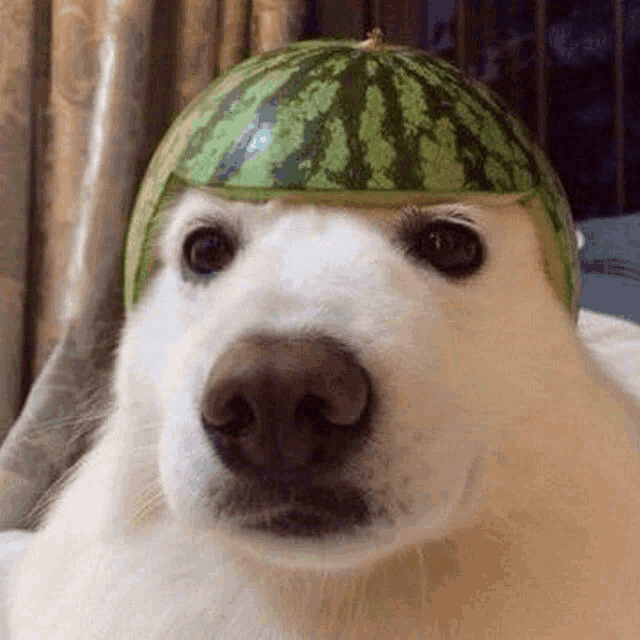 A white dog wears a watermelon rind on its head like a helmet, looking directly at the viewer.