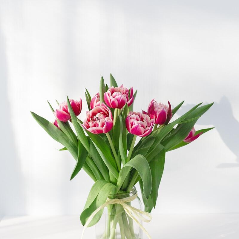 A bouquet of vibrant pink and white tulips with green leaves and stems in a clear glass vase tied with a light ribbon, set against a plain white background.