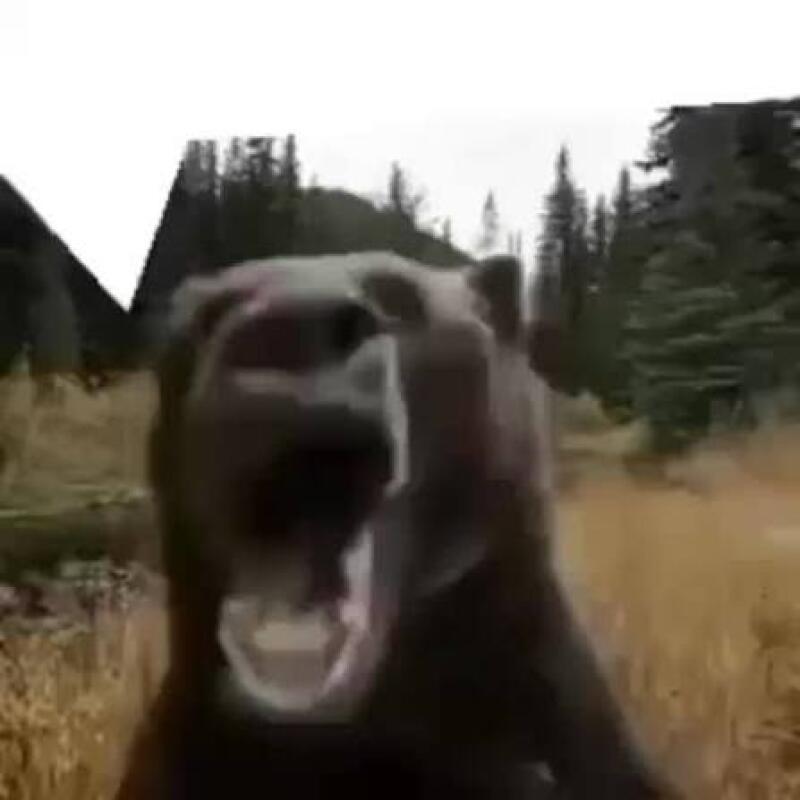 A blurry photo of a brown bear with its mouth open, standing in a field with trees in the background.