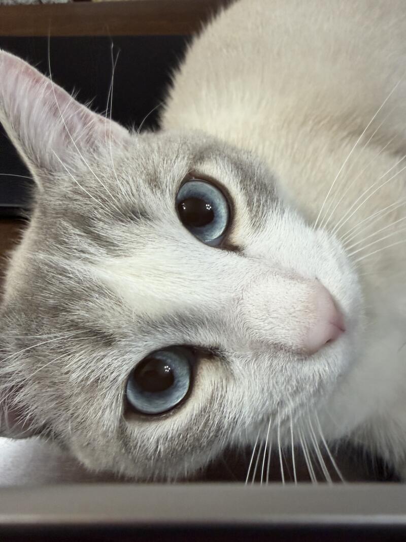 A close-up of a cat's face with white and grey fur, striking blue eyes, and a pink nose, looking directly at the viewer while lying down.