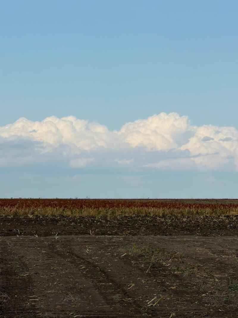 A wide shot of an agricultural field under a blue sky with white cumulus clouds. The foreground shows dark soil with tire tracks, followed by a strip of green and brown stubble, and then a large field of reddish-brown plants extending to the horizon.