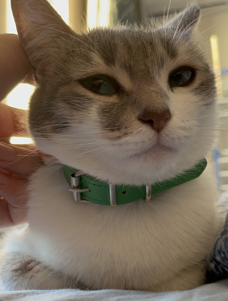 A close-up of a white and grey cat wearing a bright green collar, being gently petted by a hand on its head.