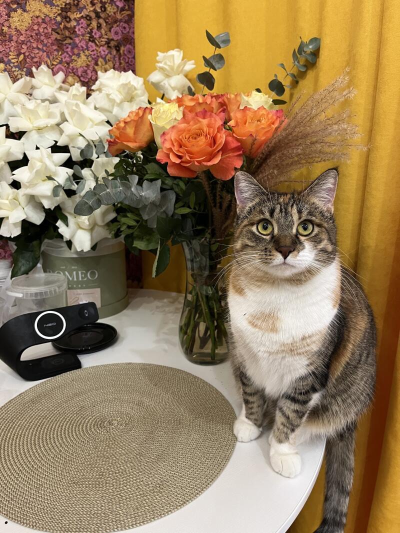 A calico cat with green eyes sits on a white table next to bouquets of white, orange, and yellow roses, a black wireless charger with "NEO" text, and a green candle jar with "MEO" text, against a floral wallpaper and yellow curtain background.