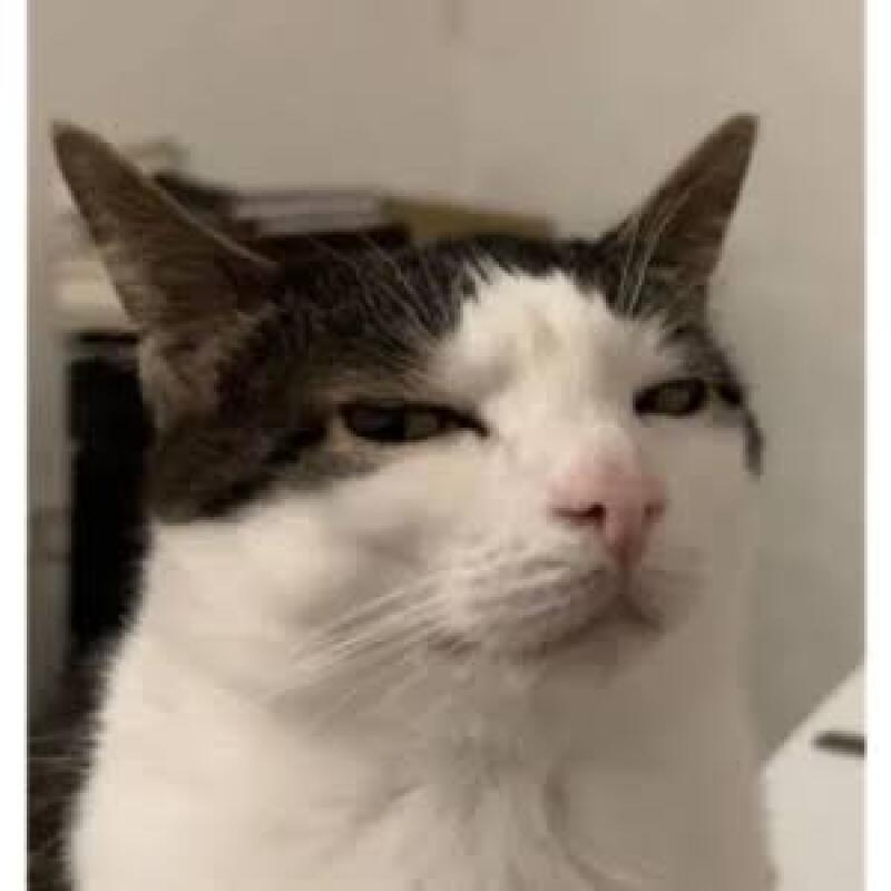 A white cat with gray markings on its head and ears, a pink nose, and narrowed eyes, looking directly at the camera with a skeptical expression.