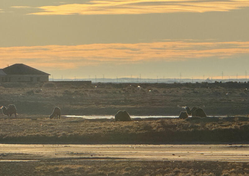 На пейзаже изображена сельская сцена с несколькими верблюдами, пасущимися в поле, водоемом и зданием на заднем плане под облачным небом.