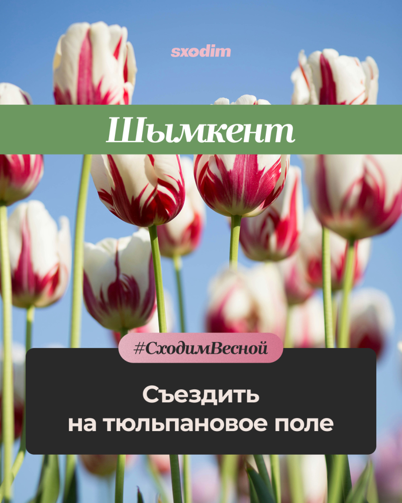 A field of white and red striped tulips under a clear blue sky, with text overlays 'sxodim', 'Shymkent', '#LetsGoInSpring', and 'Go to the tulip field'.